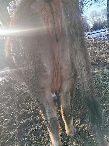 Коровы, быки: Продаю | Корова (самка) | Для молока | После отела — 6