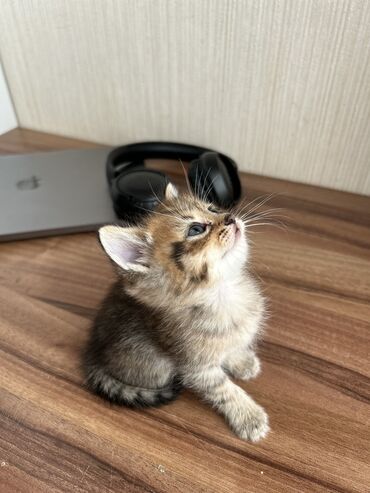 Pişiklər: Şinşilla -da lalafo.az — 1 Pişiklər: Şinşilla — 1