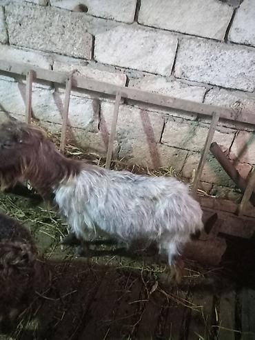 golden goat: Ekiz balali ekiz keci satiram tam saqlam Arpa buqda yeyen heyvanlardi — 1