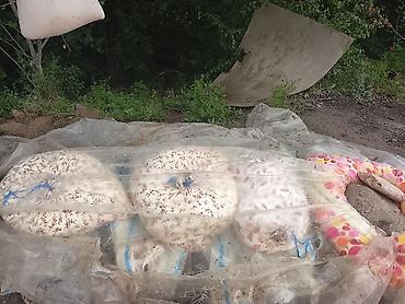 Масло, консервы: Домашнее топлёное масло (ги) из коровьего молока - Натуральное масло — 4