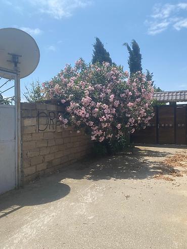 bilgehde torpaq satilir: 5 sot, Mülkiyyətçi, Bələdiyyə — 2