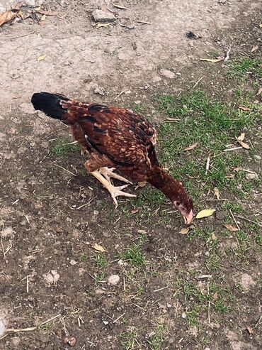 Cücələr: Toyuq cücələri, Damazlıq — 3