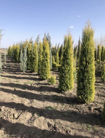 Şitillər: Dekartiv və meyvə ağacları istenilen sayda ve istenilen növde var — 6