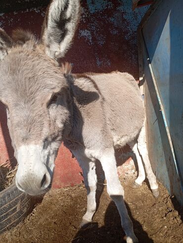 Другие с/х животные: Осёл (серо-бурый), короткошёрстный, домашнего содержания. Основные — 4
