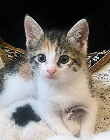 Pişiklər: Dişi, Yaxşı əllərə — 9