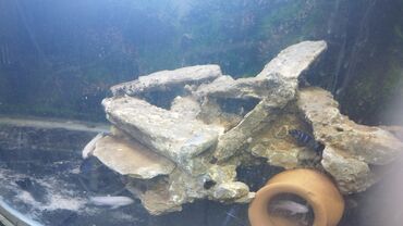 baliq akvarium: Akvarium ücün Dəniz daşi satilir. Dənizdən çixmadir. Hal hazirda özüm