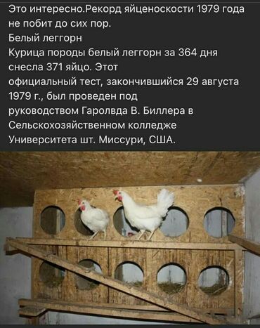 стрижка кошек с выездом на дом: Сатам | Тооктор | Леггорн | Жумуртка туудуруу үчүн
