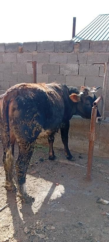 Коровы, быки: Продаю | Корова (самка) — 3