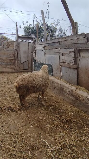 Qoyunlar, qoçlar: Salam alekum hər cəkidə quzumuz var erkək qurbanlıq quzular 270 — 12