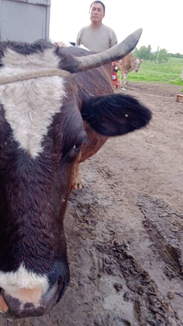 герефорд бык: Продаю | Корова (самка) | Голштин | Для разведения, Для молока | Племенные, Стельные