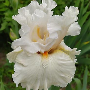 Другие товары для дома и сада: Ирисы 100сом — 7