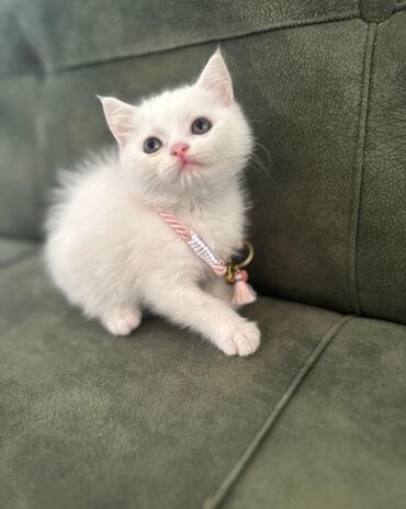 Pişiklər: Şotland, Dişi -da lalafo.az — 5 Pişiklər: Şotland, Dişi — 5