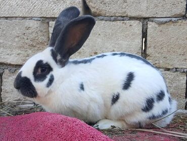 Dovşanlar: ALMAN PYOSTER və RİZEN CİNS DOVŞANLAR SATILIR. Pyoster-Xallı erkəy 6 — 2