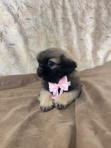 heyvan daşıma cantası: Pekines, 1 ay, Dişi — 2