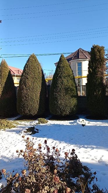 Спил деревьев, заготовка дров: Обрезка плодовых деревьев !!! Также обрезка хвойных и различных at lalafo.kg — 8 Спил деревьев, заготовка дров: Обрезка плодовых деревьев !!! Также обрезка хвойных и различных — 8