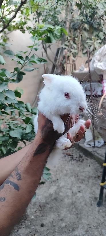 ev dovşan: 3 dene bala dovşan 3 birlikdə 15 manat — 2