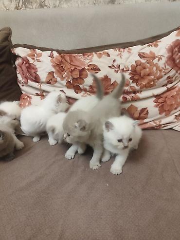 Pişiklər: Britan, Dişi — 3