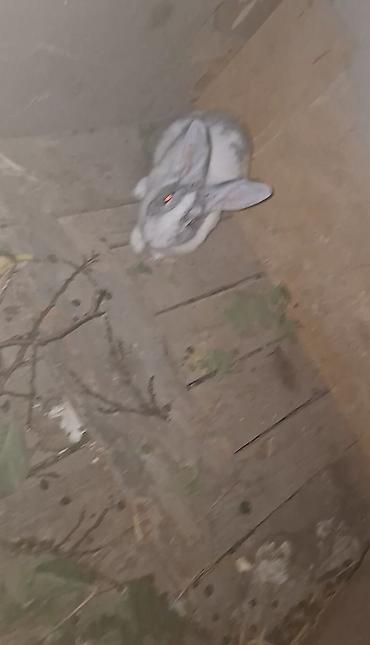 labrador satisi: Salam Dovşanlar Satılır Sağlam Dovşanlardır 1 Erkək 2 Dişidir — 2