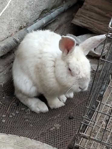 🐰 Dovşanlar satılır! 🐰 Sağlam və baxımlı dovşanlar satışdadır. ❤️