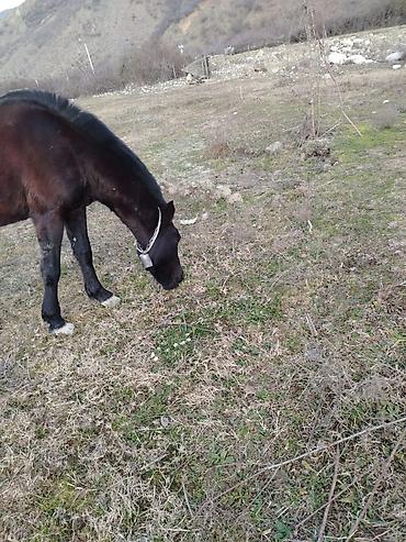 Atlar: Erkəkdi 2yaşın tamam edib yorğadı sakit heyvandır — 4