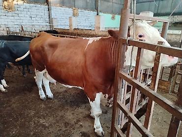Коровы, быки: Salam aleykum heyvan diri çekisi 1 ton 70 kq dı etini 40 faizle — 5