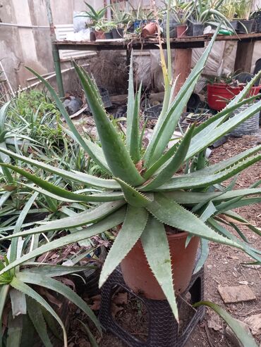 Çöl bitkiləri: Bu təsvirdəMüalicəvi aloe və Aloe vera bitkiləri təsvir edilmişdir -da lalafo.az — 10 Çöl bitkiləri: Bu təsvirdəMüalicəvi aloe və Aloe vera bitkiləri təsvir edilmişdir — 10