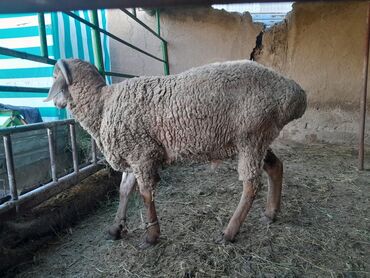 машинка для овцы: Продаю | Баран (самец) | Арашан