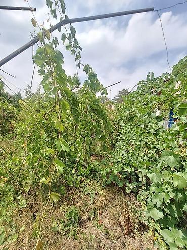 Продажа дач: Срочно продаётся 2-х комн. дачный дом с земельным участком 5 соток в — 7