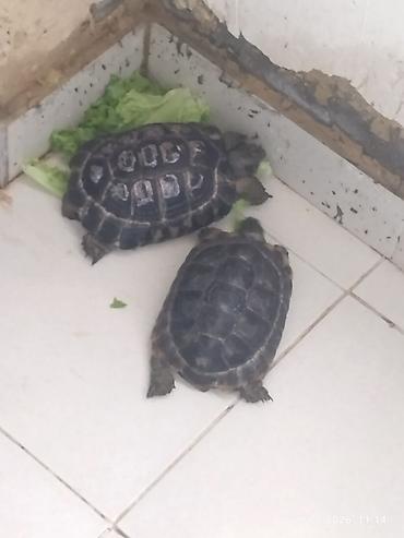 bakida cins ineklerin satisi: Torpaq Tısbağaları Satılır Birinin Altı Düzdü Birinin Altı Çuxurludu — 1
