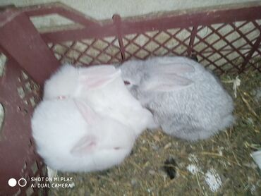 Dovşanlar: Dovşan karlik dovşanlar balalar 1 aylığ Krolik karlik zayciki Aslan — 8