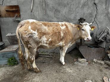 Коровы, быки: Продаю корову стельная 5-6 месяцев. 2 оттёл будет