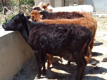 simental erkek dana: Dana, buzov, Erkək, Simental, ay: 5, 60 kq, Damazlıq, Ödənişli çatdırılma, Ünvandan götürmə