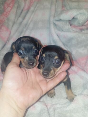 Продажа собак: Такса, 1 месяц, Самка — 7