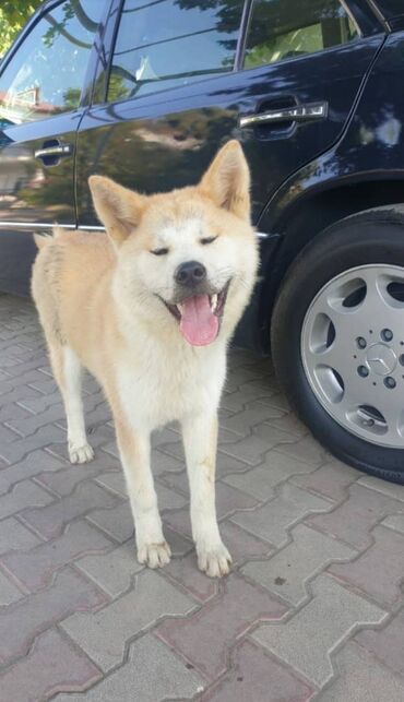 İtlər: Akita-inu, 3 il, Dişi, Peyvəndli, Ünvandan götürmə, Ödənişli çatdırılma