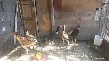 сибрайт карлик: Продаю семейку. петух и 4 курицы ( Даканы). прошлогодний вывод — 5