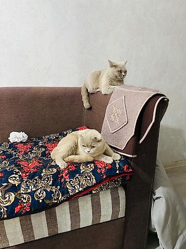 перепел продаю: Британские короткошёрстные кошки, окрас лиловый (British Shorthair — 4