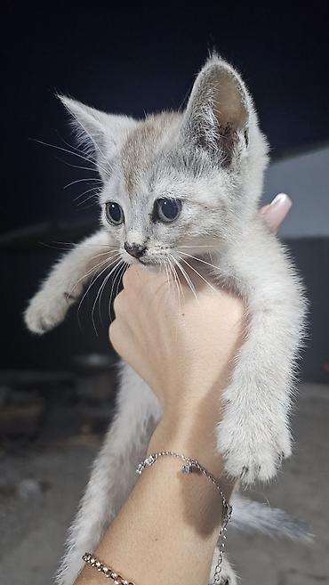 котята шиншиллы: Отдам котят в добрые руки. мама британка. игривые кушают всё — 1