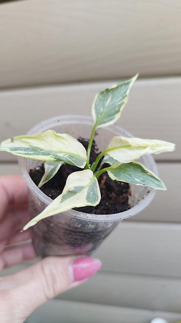 растение денежное дерево: Монстера Monstera 'Aurea Neon' / 'Lemon Lime'). Монстера Бульвазавр и — 9