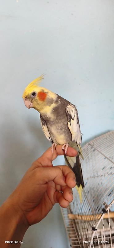 Korella 1 illikdi dislemir temiz əl qusudu erkekdi poli şakşuk deyir