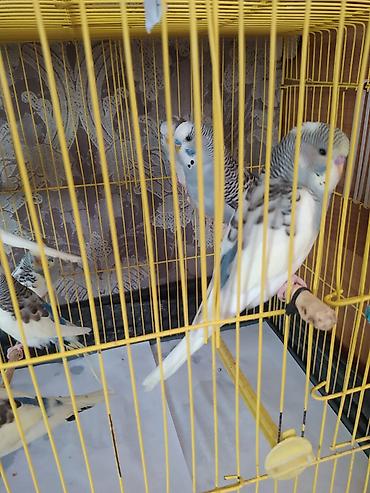ev qus: Dalmatin və klassik rəng çalarlarında dalğalı tutuquşular (budgerigar) — 3