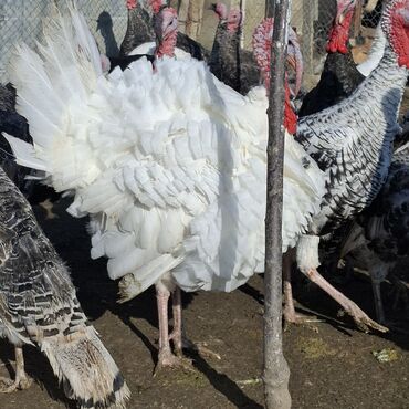 Hinduşka: Erkək, Amerika, Damazlıq, Ünvandan götürmə — 6