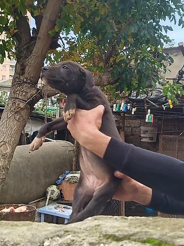 pitbull (hond): Pitbul, 2 ay, Erkək, Ödənişli çatdırılma — 7
