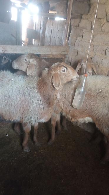 Баран, овца: Продаю | Овца (самка) | Для разведения | Матка — 8