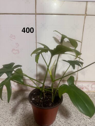 Другие комнатные растения: Комнатные растения — 2