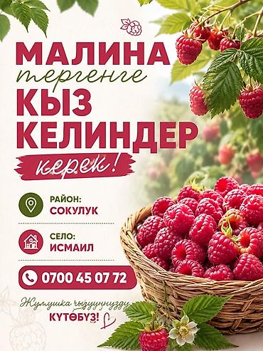 бетонные работы: Требуется Сборщик урожая, Оплата: Сдельная — 1