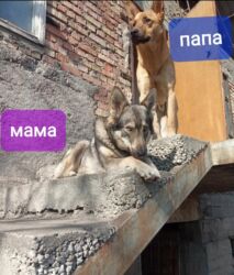 продажа домашних животных: Продаю щенят 500 сом им 1,5 месяца кушают всё ушки стоять будут в