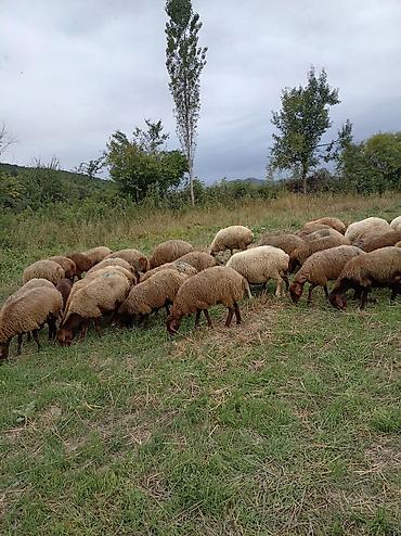 coban iti adlari: Salam 35 qoyun hamsı cavan seçmə qoyunlardı ikisi baladır qalanarda — 1