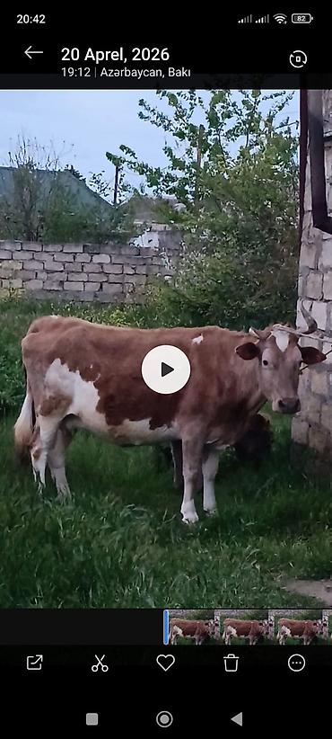 Inəklər, öküzlər: Simental tipli dişi inək - Rəng: açıq-qəhvəyi və ağ ləkəli - Sağım — 1