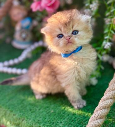 Pişiklər: Britan — 10