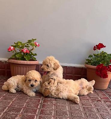 pomeranian spitz baku: Pudel, Pulsuz çatdırılma — 1